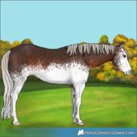 Horse Color:White Spotted Silver Brown