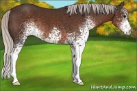 Horse Color:White Spotted Silver Brown 