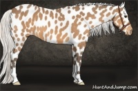 Horse Color:Silver Buckskin Leopard 