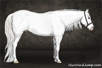 Horse Color:Silver Smoky Black Appaloosa