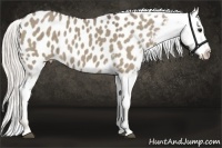 Horse Color:Silver Grullo Appaloosa 