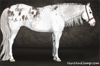 Horse Color:White Spotted Silver Black Appaloosa 