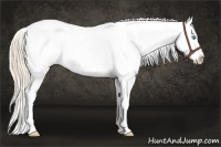 Horse Color:Perlino Appaloosa