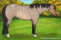 Horse Color:Bay Roan Dun 