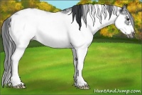Horse Color:Black Sabino Frame