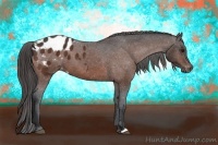 Horse Color:Bay Appaloosa