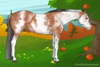 Horse Color:White Spotted Bay 