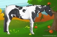 Horse Color:White Spotted Black Tobiano 