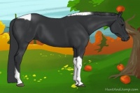 Horse Color:Black Tobiano 