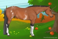 Horse Color:White Spotted Bay Tobiano 