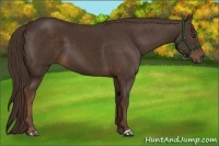 Horse Color:Liver Chestnut 