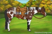 Horse Color:White Spotted Bay 