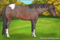 Horse Color:Unknown 