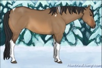 Horse Color:Bay Dun Tobiano