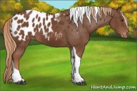 Horse Color:Chestnut Tobiano Appaloosa