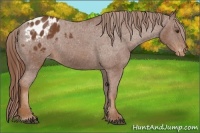 Horse Color:Chestnut Appaloosa 