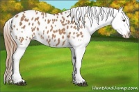 Horse Color:Chestnut Tobiano Appaloosa