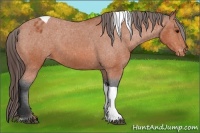 Horse Color:Bay Tobiano Appaloosa 