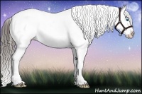 Horse Color:Liver Chestnut Sabino Splash Appaloosa 