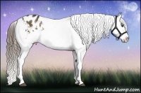 Horse Color:Liver Chestnut Sabino Appaloosa 