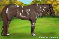Horse Color:White Spotted Liver Chestnut 