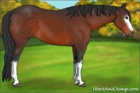 Horse Color:White Spotted Bay 