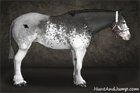 Horse Color:White Spotted Liver Chestnut Sabino