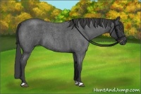 Horse Color:Smoky Blue Roan 