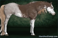 Horse Color:Liver Chestnut Sabino