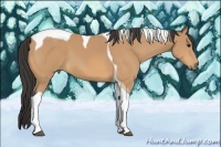 Horse Color:Buckskin Tobiano