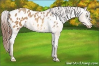 Horse Color:Amber Champagne Appaloosa 