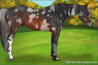 Horse Color:Brown Appaloosa  and Brown 