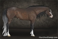 Horse Color:Bay Sabino 
