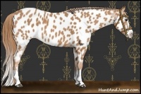 Horse Color:Red Roan Splash Near Leopard 