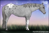 Horse Color:Black Appaloosa