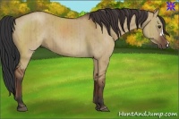Horse Color:Bay Dun Brindle 