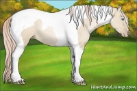 Horse Color:Palomino Pearl Dun Tobiano