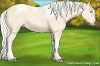 Horse Color:Cremello Tobiano Rabicano 