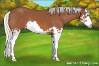 Horse Color:Silver Bay Splash 