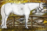 Horse Color:White Spotted Liver Chestnut 