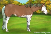 Horse Color:Painted Chestnut Splash 