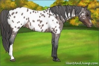 Horse Color:Bay Roan Appaloosa 