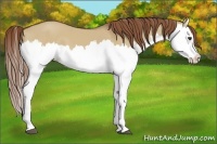 Horse Color:Red Dun Splash 
