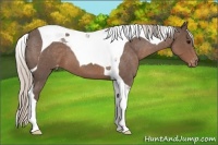 Horse Color:Silver Blue Roan Tobiano Appaloosa 
