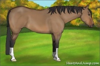 Horse Color:Bay Dun