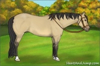 Horse Color:Buckskin Dun