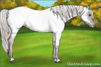 Horse Color:Silver Black Near Fewspot 