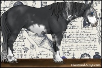 Horse Color:Black Sabino Splash  and Black Sabino Splash Frame 