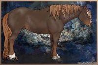 Horse Color:Liver Chestnut Sabino Rabicano 