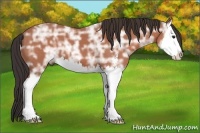 Horse Color:Bay Ice Sabino Splash